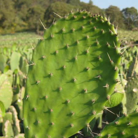 Nopal - Opuntia Ficus Indica